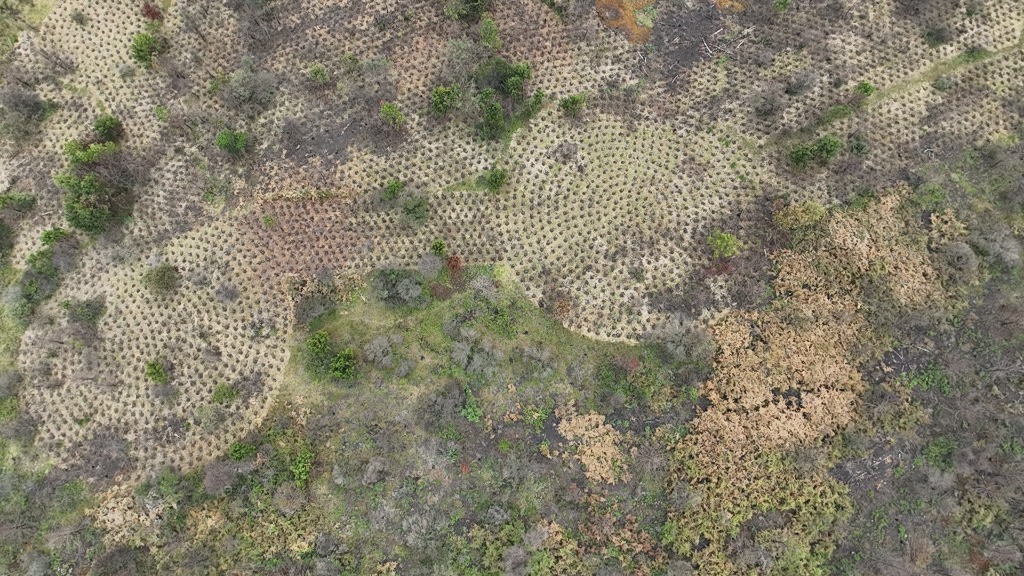 Plantación de árboles nativos vista aérea