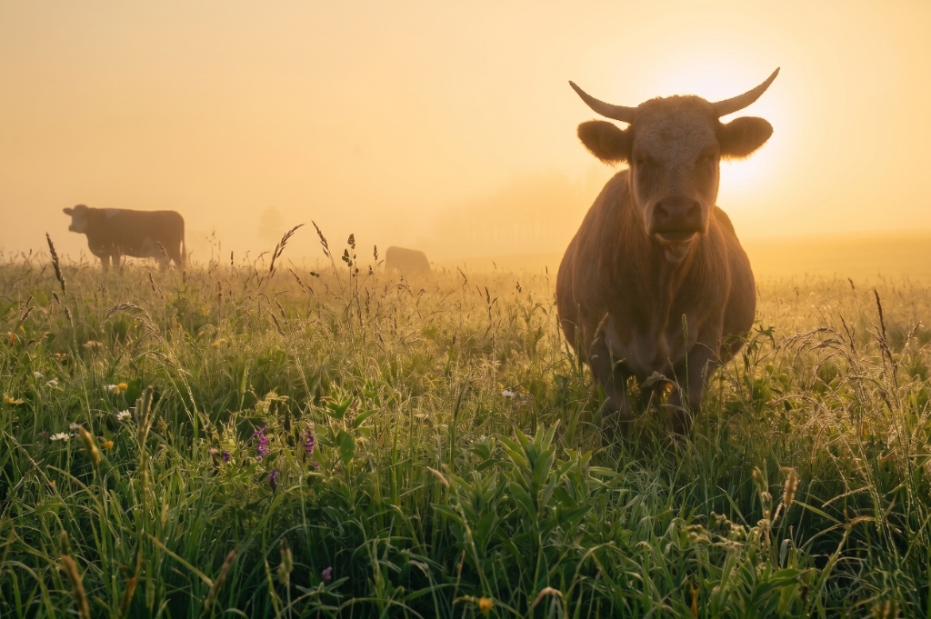 Ganado pastando al amanecer en campo verde